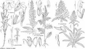 Image result for Striga asiatica