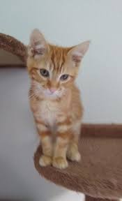 What should i do with my 10 month old kitten? Phoenix The Orange Tabby Is Available For Adoption Manning Live
