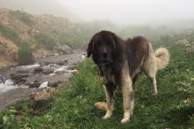 Nesli Tukenmekte Olan 3 Safkan Trabzon Kopegi Sayfa 558 I Kiss You