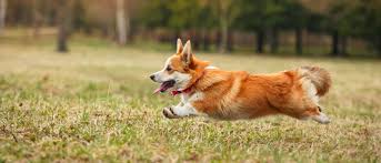 Before you decide to adopt a new puppy or to buy a dog from a pet store, you should consider some cost factors. Pembroke Welsh Corgi All About Dogs Orvis