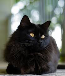 Beautiful Black Cat Fluffy Black Cat Beautiful Cats Cats