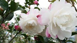 Camellia Oil Benefits For Hair That Totally Explain Why Coco Chanel Was Obsessed With The Flower Camellia Oil Camellia Flowers