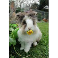 Check spelling or type a new query. 100 Grams Dried Dandelions Leaves And Flowers For Rabbits Bunnies Shopee Singapore