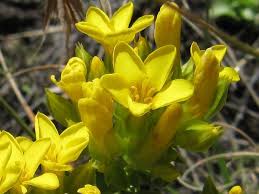 Image result for Sebaea sedoides