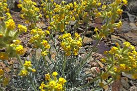 Image result for Fuirena obcordata