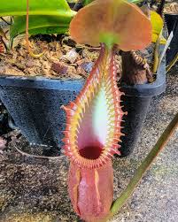 Image result for Xerophyta villosa