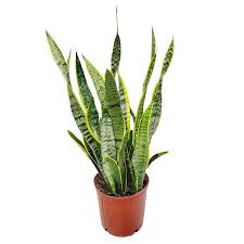 Image result for Habenaria laurentii