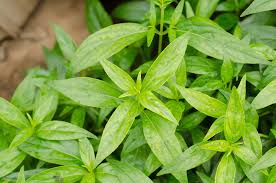 Image result for Motandra paniculata