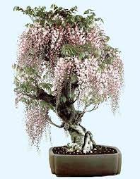 Wisteria Wow They Look So Pretty Please Check Out My Website Thanks Www Photopix Co Nz Wisteria Bonsai Bonsai Tree Bonsai Flower
