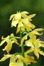 Image result for Calanthe
