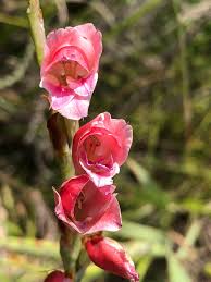Image result for Gladiolus crassifolius