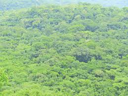 Image result for Loudetia kagerensis