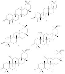 Image result for Maytenus undata