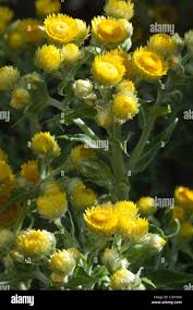 Image result for Helichrysum foetidum