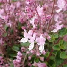 Image result for Dianthus chimanimaniensis