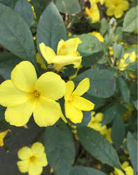 Image result for Reinwardtia indica