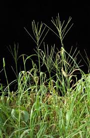 Image result for Digitaria abyssinica