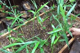 Jahe dapat ditanam dengan sangat mudah di lahan terbuka atau media lain seperti polybag. Cara Menanam Jahe Merah Dalam Karung Kampustani Com