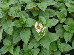 Image result for Pseuderanthemum