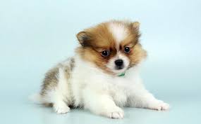 Pin By Chews A Puppy On Chews A Puppy Puppies Adoption Dog Training