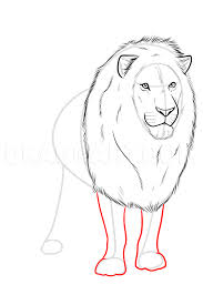 Below the head sketch out the torso of our lion. Drawing A Realistic Lion Step By Step Drawing Guide By Dawn Dragoart Com