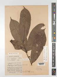 Image result for isolona lebrunii