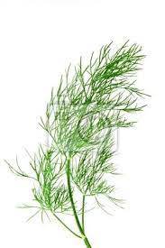 Dill Fresco Isolado Sobre O Branco Cartazes Para A Parede Posters Erva Doce Endro Flavour Myloview Com Br