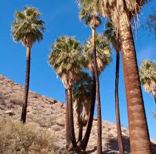 Image result for Washingtonia filifera