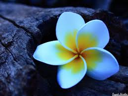 My Favourite Frangipani So Fragile Floral Wallpaper Iphone Beautiful Flowers Wallpapers Flower Wallpaper