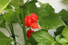 Moruga scorpion' belongs to the species c. Trinidad Scorpion Butch T Pepper Wikipedia