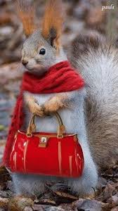 Squirrel iphone wallpapers hd desktop background was posted on february 10. Miss Squirrel Iphone Live Wallpaper Download On Phoneky Ios App