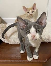 If we don't have what you need in stock, we can get it for you in 2 business days. Salem Nh Devon Rex Meet 2 Kittens A Pet For Adoption