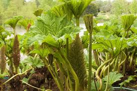 Gunnera prefers partial shade and damp to boggy sites with consistently moist soil. Gunnera Manicata Mammutblatt Baumschule Nielsen