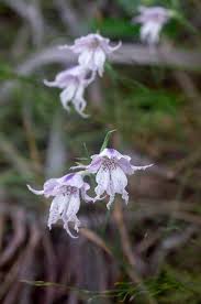 Image result for Gladiolus magnificus