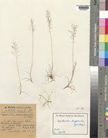 Image result for Sporobolus myrianthus