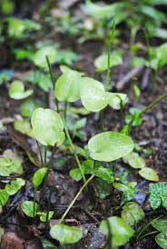 Image result for Ophioglossum reticulatum