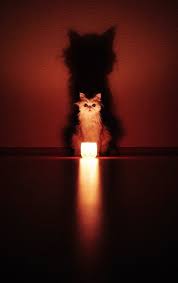 Magical Meow Amaris7112 Puppies And Kitties Animal Magic Cute Animals