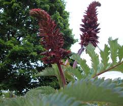 Image result for Melianthus major