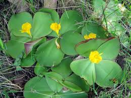 Image result for Costus subbiflorus