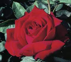 Peak Performance Hybrid Tea Rose Long Lasting Blooms From Spring To Fall Hybrid Tea Roses Tea Roses Rose