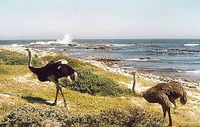 Wikizero Deve Kusu