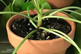Check spelling or type a new query. Pilea Peperomioides Care The Best Water Light And Fertilizer