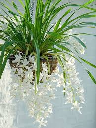 Best flowers you can grow indoors. These Indoor Plants Are So Low Maintenance Anyone Can Grow Them Plants Hanging Plants Best Indoor Plants