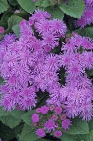 Annuals, perennials, and even bulbs are fair game for a snack, but by choosing deer resistant plant materials and spraying safe deer if some of your favorite plants and flowers are in line with what deer love to lunch on you can try a deer repellant spray to deter them. 20 Deer Resistant Plants For Your Garden How To Keep Deer Out Of Your Yard