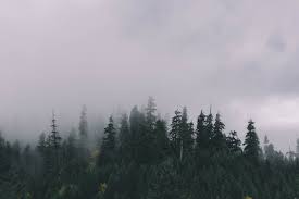 Pine Trees Tumblr Wallpapers High Quality Nature Photos Forest Pictures Amazing Nature Photos
