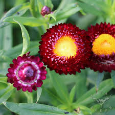 Image result for Helichrysum decorum