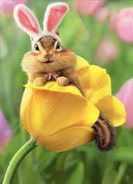 Chipmunk Bunny In Tulip Avanti Easter Card Greeting Card By Avanti Press Cute Animals Baby Animals Animals