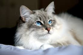 Siberian Cat Is A Landrace Variety Of Domestic Cat Present In Russia For Centuries And More Recently Developed Siberian Cat Siberian Cat Breeders Cat Breeds