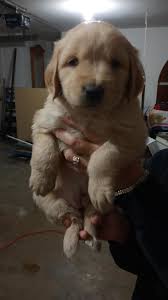 Akc yellow lab 7 weeks only one left, dewclaws, wormed,, and first shots. Golden Retriever Dog Shipping Rates Services