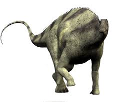 Image result for Brachystephanus